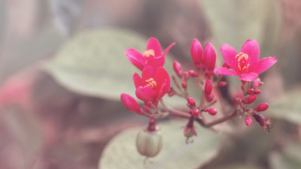 Background with blooming Jatropha shrub. Jatropha flowers of red color