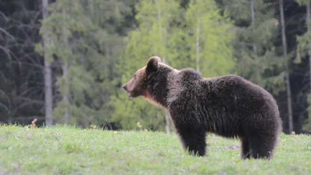 Brown bear in the Carpatian Mountains in Transylvania