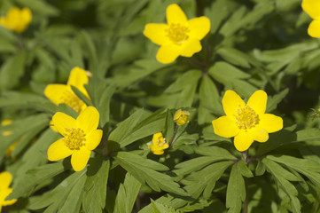 Yellow anemone flowers