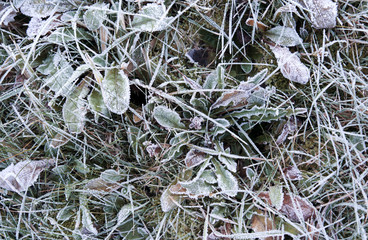 Nature: Rime covered meadow on a cold November morning