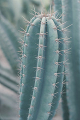 Vertical background with Carnegiea gigantea plant. Saguaro cactus with big thorns