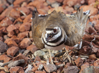 Loud bird warning