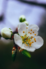 Springtime, white flowers blossom macro. Apple tree buds, spring background.
