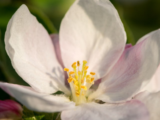 Closeup of an apple tree blossom in spring