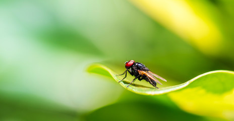 Mosca na folha