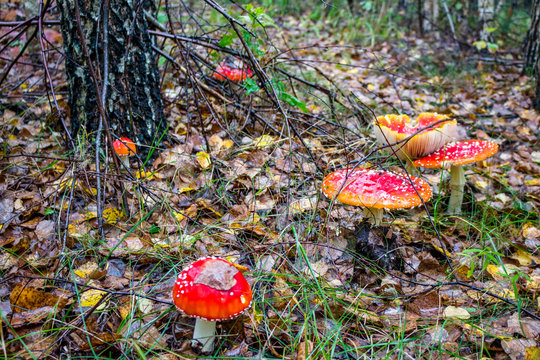 Mushroom Amanita muscaria. Commonly known as the fly agaric or fly amanita
