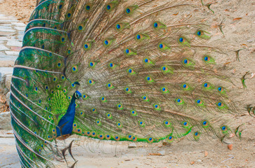 Obraz premium Peacock in the mating season