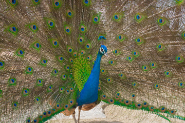 Obraz premium Close up of a peacock and of its colourful feathers