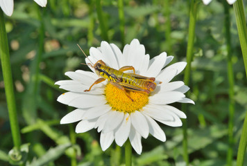 Grasshopper on chamomile 8