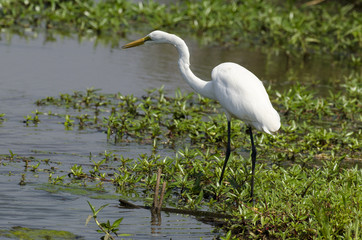 Grande Aigrette,. Ardea alba, Great Egret