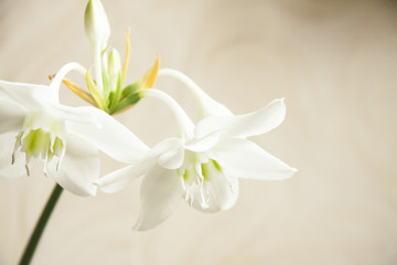 Romantic natural white flowers on blurry background