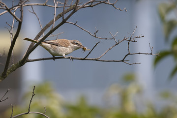 Red-backed Shrike