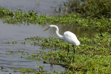 Grande Aigrette,. Ardea alba, Great Egret