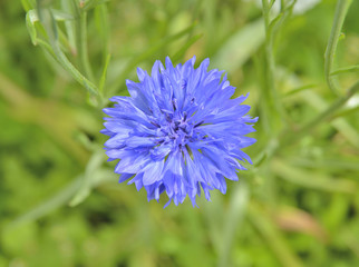 Cornflower 3