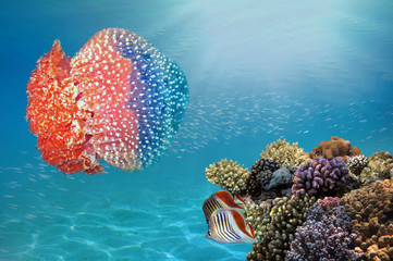 Naklejka premium Giant jellyfish swimming with tentacles following underwater