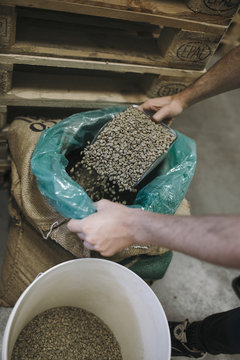 Hands Scooping Unroasted Green Coffee Beans from Jute Sack into Bucket for Roasting Preparation