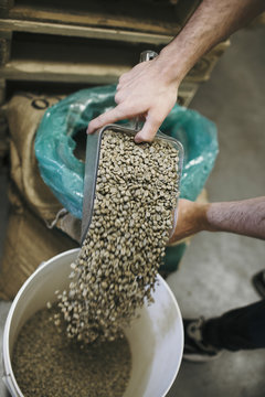 Hands Pouring Raw Green Coffee Beans into a Bucket for Roasting