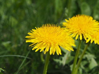 Dandelion - Taraxacum officinale. Photo taken in Lodz, Poland