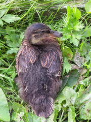 Feather development detail on a 4 week old female Mallard juvenile duck. Overhead view of feather growth pattern on back. Age identification.