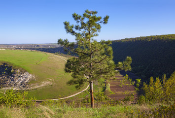 Fototapeta na wymiar scenery with pine growing on the hill edge 