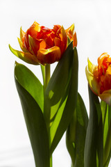 Orange tulip flowers