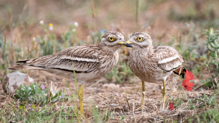 Isolated Stone Curlew Bird in the wild