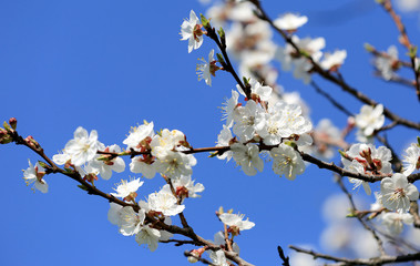 Flowering apricot branch