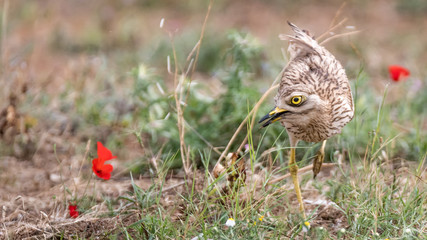 Isolated Stone Curlew Bird in the wild