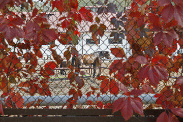 Horses stand near the fences in the arena (view through a mesh fence with autumn leaves of a girlish grapes)
