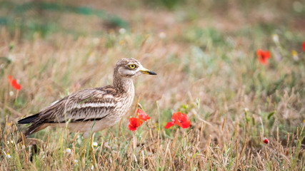 Isolated Stone Curlew Bird in the wild