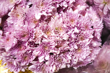 Pink chrysanthemums in a bouquet at a flower market