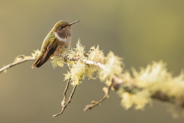 Volcano Hummingbird - Selasphorus flammula, beautiful colorful small hummingbird from Central America forests, Costa Rica.