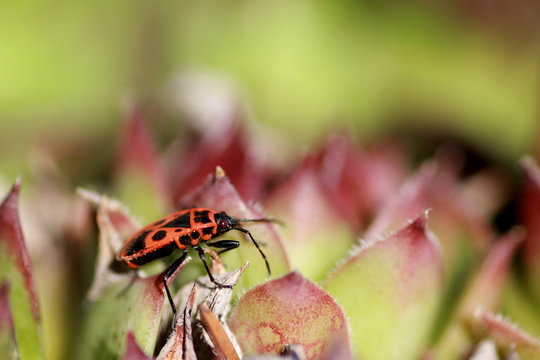 INSECTE GENDARME