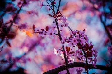 pink cherry blossom in a tree with blue sky in background