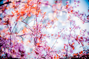 pink cherry blossom in a tree with blue sky in background