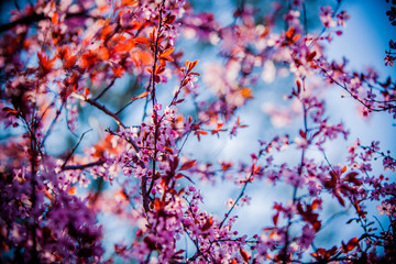 pink cherry blossom in a tree with blue sky in background
