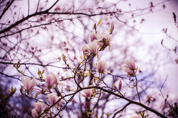 Mognolia blossom tree 