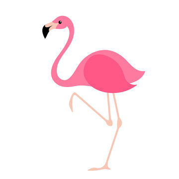 Pink flamingo vector illustration.