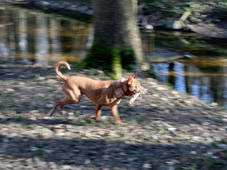 Rennender Hund im Wald