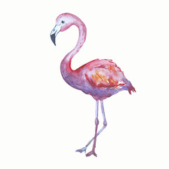 pink flamingo illustration