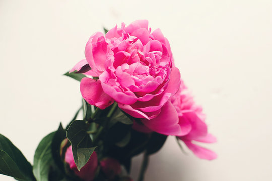 lovely pink peonies on rustic white wooden background top view, space for text. floral greeting card, flat lay. beautiful peony flowers pattern, tender image. happy mothers  day concept