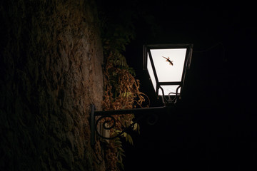 Gecko silhouette on a streetlamp