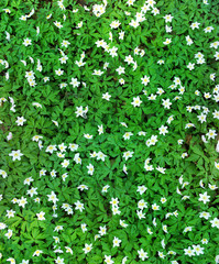 Obraz na płótnie Canvas Panoramic image of white snowdrops in the green grass