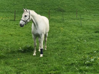 weißes Pferd mit Verband auf der saftigen grünen Wiese