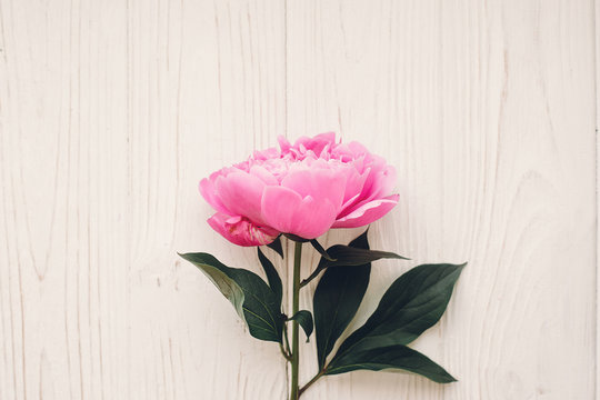 lovely pink peony  on rustic white wooden background top view, space for text. floral greeting card. beautiful peony flower flat lay, tender image. mock-up