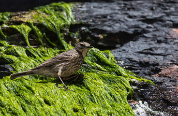 Mistle Thrush bird perched on sea grass covered cliff face on the west coast of Ireland