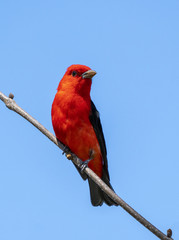 Scarlet Tanager
