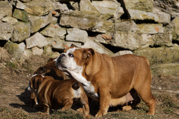 Portrait of the english bulldog outdoor