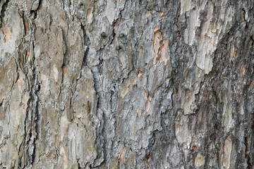 Abstract old wood tree bark texture background