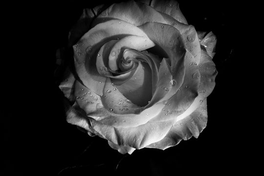 Black and white photo of a white rose